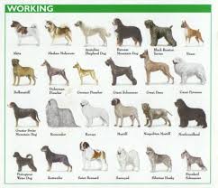Image Result For Akc Working Class Dogs Akc Dog Breeds