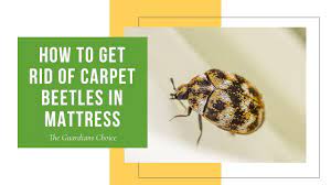carpet beetles in mattress