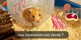 Can Hamsters Eat Meat Here S What