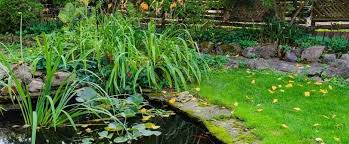 swimming pool into a pond