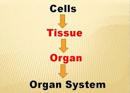 Difference Between Tissue And Organ With Comparison Chart