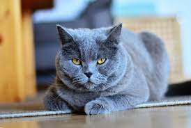 how much does a chartreux cat cost