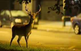 Does car insurance cover hitting a deer? Deer Collisions On The Road Aa