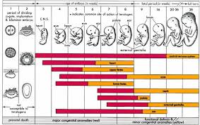 Baby Growth Chart By Week In Womb Stages Of Fetal