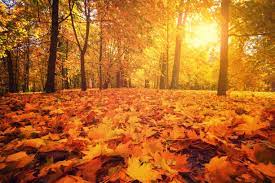 1,541,453 Fall Leaves Ground Stock Photos, Pictures & Royalty-Free Images - iStock