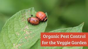 pest control for the vegetable garden