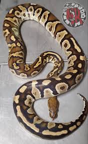 hybrid ball python traits morphpedia