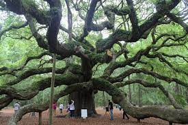 angel oak tree johns island tripadvisor