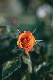 closeup shot of an amazing orange rose