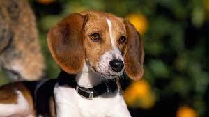 The english foxhound is a medium sized dog with a long muzzle, long shoulders and long straight legs. American Foxhound Price Temperament Life Span
