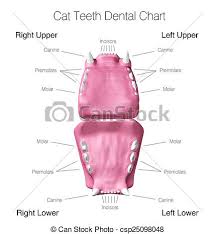 Cat Teeth Dental Chart