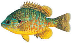 Dnr Panfish Other Species
