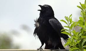 Crows are clever, omnivorous pests that won't hesitate to take advantage of any food source available in your garden. How To Get Rid Of Crows From Your Garden 6 Key Tips To Banish Pests Express Co Uk