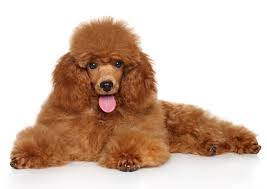 toy poodle facts and information petcoach