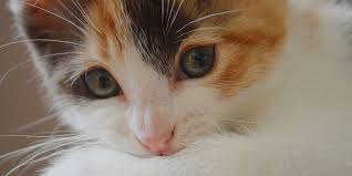 See more of cerebellar hypoplasia cats and dogs aka ch on facebook. Feline Infectious Enteritis Parvovirus Panleukopenia Virus International Cat Care