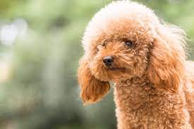 poodle puppies in bangalore