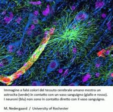Risultati immagini per tessuto gliale