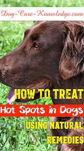 hot spots in dogs 4 steps to a cure