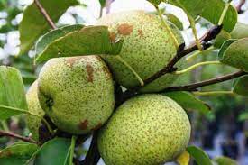 It is resistant to most diseases including fire blight. Buy Pear Trees For Deer The Wildlife Group