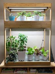 plants growing vegetables indoors