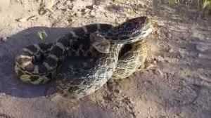 The sonoran gopher snake is one of the six subspecies of the pituophis catenifer that is common to several parts of the united states. Gopher Snake Snake Facts
