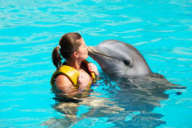 swim with dolphins in cancun
