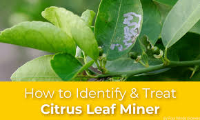 how to identify and treat citrus leaf miner