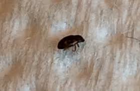 carpet beetles naturally