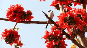 red cotton tree flowers welcome spring