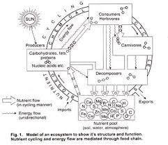 Ecosystem With Diagram