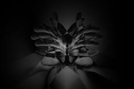 Wallpaper : sunlight, hands, abstract, shadow, symmetry, surreal, fingers,  light, leaf, flower, lighting, darkness, petal, computer wallpaper, black  and white, monochrome photography, macro photography, still life  photography 4288x2848 - Obseek ...