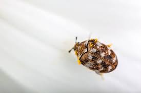 8 things that attract carpet beetles to
