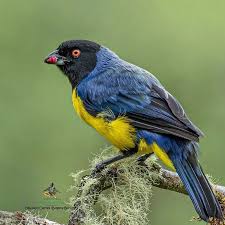 Hooded Mountain Tanager - Buthraupis montana - Azulejo real - Andean Forest por Bogota Birding | Fotografía | Turismo de Observación