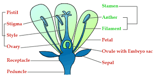 Important Science Diagrams From All Chapters For Cbse Class7
