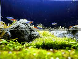 how to remove algae from a fish tank
