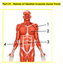 Want to learn more about it? Names Of Skeletal Muscles Torso Front Diagram Quizlet