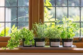 Diy Indoor Herb Garden Grow Aromatic