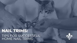 kitten nail trims tips for successful