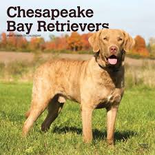Breeding quality gun dogs for over 26 years. Chesapeake Bay Retrievers Wall Calendar Calendars Com