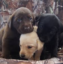 The three color variations seen in labrador retrievers are black, brown, and yellow. Windy Hill Labrador Puppies Home Facebook