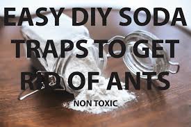 baking soda traps to get rid of ants