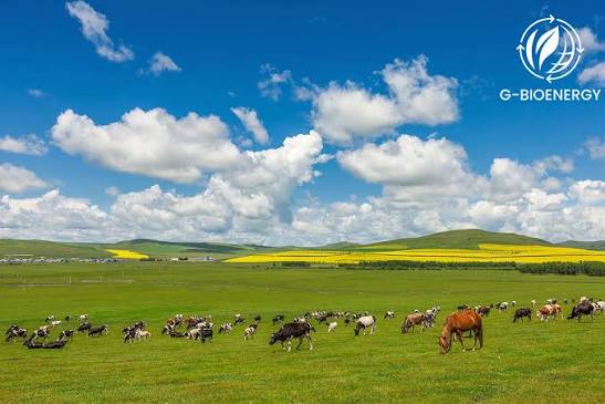 Low-biodiversity grassland habitat with few species