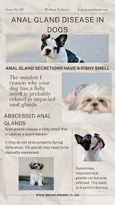 your dog smells like fish
