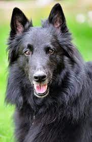 belgian shepherds what s good about
