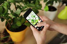 plant identification apps to use