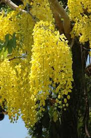 Tree with yellow hanging flowers uk. Ebano Falso Abandonado Flowering Trees Beautiful Flowers Golden Rain Tree