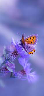 Butterfly Purple Flower Iphone ...