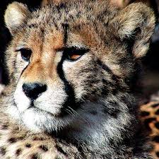 Cheetah Acinonyx Jubatus Animals A Z Animals