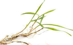2020 spring lawn tips cool season tall fescue ryegrass kentucky bluegrass nitro boost. Favoare Transplant Romantic Crabgrass Pictures Stdeclanspenshurst Org