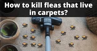 kill fleas in carpets